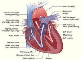 What Is Amlodipine Besylate Used For Ehow Heart Diagram Human Heart Diagram Heart Care