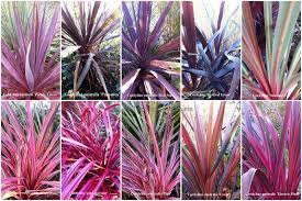 Les Jardins Botaniques De La Boirie Jardin Botanique Botanique Jardins