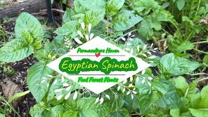 Image result for Corchorus olitorius