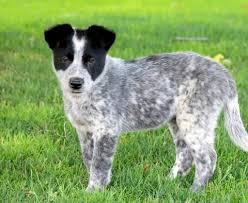 The blue heeler is also referred to as the australian cattle dog. 862sfs7wt9snkm
