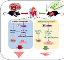 20(S)-protopanaxatriol ameliorates cardiac hypertrophy by ...