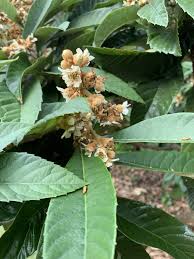 The smaller tree has no effect on fruit size and gives adequate fruit production with the advantage of easier picking. Loquat An Attractive Small Tree That Bears Tasty Fruit Gardening In The Panhandle
