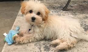 Check spelling or type a new query. Teacup Maltipoo 12 Surprising Facts You Should Know