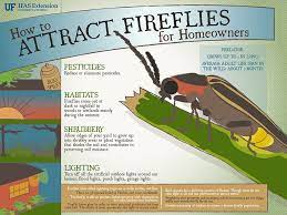 When people are unaware of how to attract them, they only ever see one or two pass their yard. Fireflies Gardening Solutions University Of Florida Institute Of Food And Agricultural Sciences