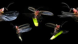 نتیجه جستجوی لغت [fireflies] در گوگل