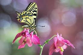 The final and smallest genus is trogonoptera with just two species. Page 5 Swallowtail Butterflies Hd Wallpapers Free Download Wallpaperbetter