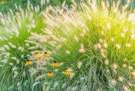 Weitere ideen zu gräser, ziergräser, pflanzen. Graser Bepflanzung Im Garten Ziergras Tipps