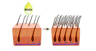 Wenn wir also fett, proteine und kohlenhydrate mit der nahrung aufnehmen, lassen sich diese ohne. Biotin Gegen Haarausfall Wie Gut Wirkt Das Vitamin Wirklich