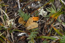 Image result for Setina roscida