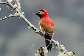 نتيجة بحث الصور عن ‪peru bird watching‬‏