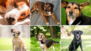 A popular crossbreed from two popular parents, the beagle and the labrador are the 6th and 1st most popular dogs in america respectively. 17 Beagle Mix Dogs We Absolutely Love All Things Dogs All Things Dogs