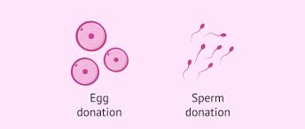 How much to donate eggs canada. Egg And Sperm Donation In Assisted Reproduction