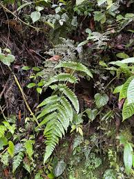 Image result for Megalastrum lanuginosum