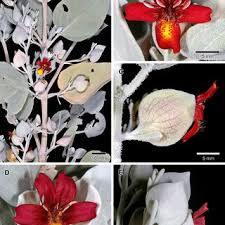 Image result for Petalidium englerianum