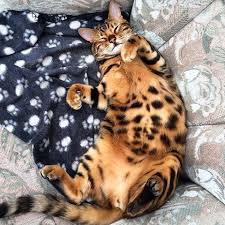 Thor A Kulonleges Bengali Macska A Cicarajongok Uj Kedvence Sevimli Kediler Kedi Cats