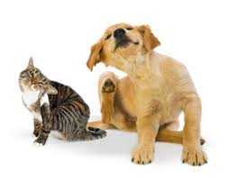 Resultado de imagen para imagenes de dermatitis alergica de las pulgas en perros y gatos