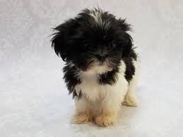 Looking for shichon puppies for sale? Teddy Bear Puppies Petland Bradenton