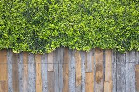 Planting indian hawthorn indian hawthorn are not difficult to install properly. Best Plants For Privacy Screening Your Homes With Style In North Texas