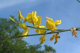 Image result for Aptosimum junceum