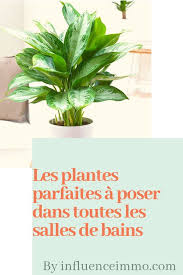 Plante verte pour salle de bain sans lumiere. Les 10 Plantes Parfaites Pour La Salle De Bain Pour Capter L Humidite Plante Salle De Bain Deco Salle De Bain Sans Fenetre Plante