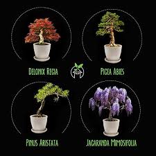 The genus pinus or pine bonsai is extensive with 120 species. Home Grown Bonsai Tree Kit Bonsai Tree Starter Kit With 4 Seeds Types Incl Purple Bonsai