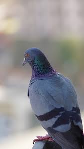 How do you get rid of pigeons in the garden. How To Get Rid Of Pigeons Without Hurting Them August 2021