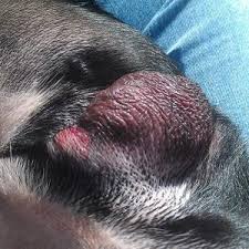 Heat or redness indicate inflammation, while broken or missing sutures or staples may predispose scruffy to developing an infection. Infected Stitches Dog Novocom Top