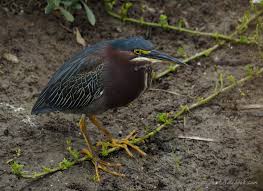 Common Birds Of West Texas Birds Of South Padre Island Texas Green Heron Hunting For Food Heron Southpadreisland Texas Birds Pet Birds Animals Beautiful South Padre Island