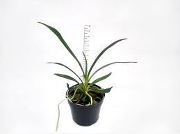 Image result for Angraecum calceolus