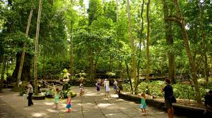 Ubud Monkey Forest di Nyuh Kuning | Expedia