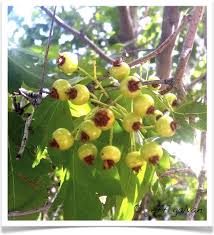 Its leaves are dark green and waxy, and. Hawthorn Berries Unripe Green Boulder Tree Care Pruning Tree Removal Services