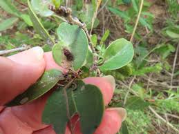 Image result for Salacia orientalis