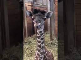 With tenor, maker of gif keyboard, add popular baby giraffe trying to walk animated gifs to your conversations. Baby Giraffe Sticking Out His Tongue Youtube