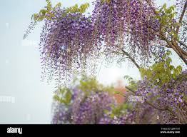 Image result for Bolusanthus