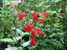 Image result for Salvia coccinea