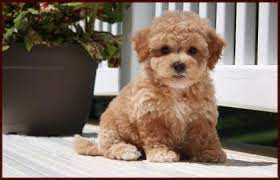 Poochon Bichon Poodle Puppies For Sale Nursery 3 Iowa Poochon Puppies Teddy Bear Puppies Poochon Dog