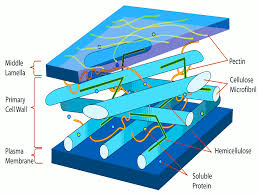 The first formed wall of a cell is the primary wall. Diagram A Cell Wall Diagram Full Version Hd Quality Wall Diagram Diagramland Itfpontederadevitalia It