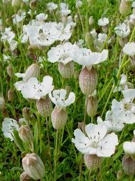 Image result for Silene