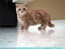 Munchkin kittens for sale near me - Scottish fold for sale