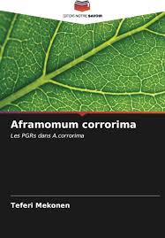 Image result for Aframomum corrorima