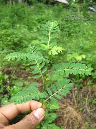 Image result for Phyllanthus udoricola