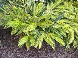 Variegated Shell Ginger Alpinia Zerumbet 39 Variegata 39 Zones Plants Variegated Landscaping Plants
