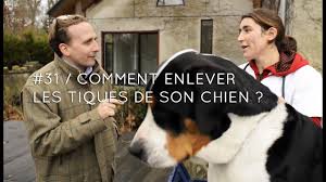 Comment Enlever Les Tiques De Son Chien Les Trucs Et Astuces De Chassons Tv N 31 Youtube
