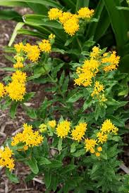 Pin On Plant Wish List