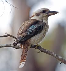 Discover why each minting attracts increasing attention from both private coin collectors and private. Kookaburra Wiktionary