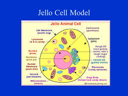 Check spelling or type a new query. Bellwork 11 2 15 1 What Is A Cell A Cell Is The Basic Unit Building Block Of An Organism 2 What Is The Largest Known Cell The Largest Know Cell Ppt Download