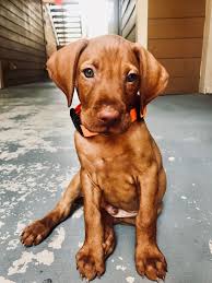 If you are unable to find your vizsla puppy in our puppy for sale or dog for sale sections, please consider looking thru thousands of vizsla dogs for adoption. Pin On Puppy Fever