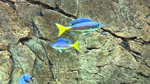 Image result for Cyanotis sp. aff. C. lapidosa