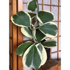 Check spelling or type a new query. Variegated Heart Leaf Hoya Hoya Kerrii Variegata Flower Garden Plants Hoya Plants House Plants Indoor