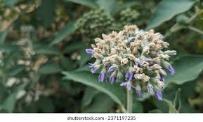 Image result for Solanum mauritianum